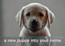 convert your article, blog post or script to video with voice over